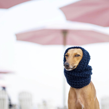 A dog wears a scarf wrapped around its head. In the background there are pink umbrellas and beach chairs.